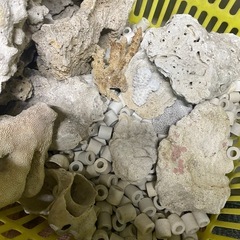 サンゴ　珊瑚礁　ブロック　アクアリウム　8キロ分の画像