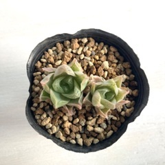 多肉植物　ハオルチア　ロゼア"W of kleinmond N-1"①の画像