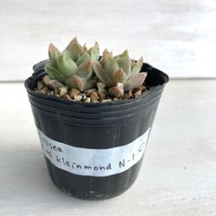 多肉植物　ハオルチア　ロゼア"W of kleinmond N-1"①の画像