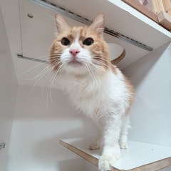 【よもぎちゃん】ゴロスリちゃん！沖縄保護っ子