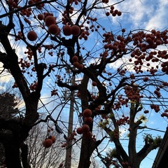 無農薬　渋柿　お好きな量ご自身でお取りいただける方。の画像