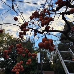 無農薬　渋柿　お好きな量ご自身でお取りいただける方。の画像