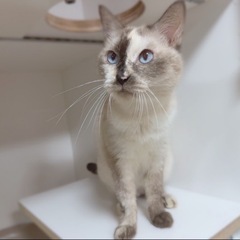 【おはぎちゃん】シャイな甘えん坊沖縄保護っ子！