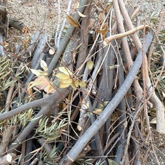 薪用に要りませんか？の画像