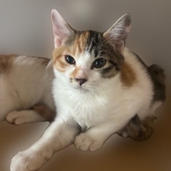 猫の里親募集しています