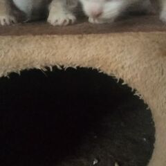 緊急。生後間もない子猫2匹♀