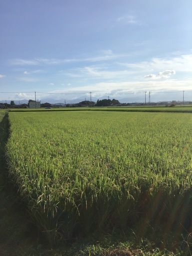 【値下げ】玄米30kg ゆめまつり 令和7年産　 玄米30kg ゆめまつり 令和7年産 【公式通販】