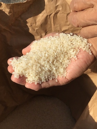 【値下げ】玄米30kg ゆめまつり 令和7年産　