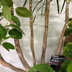 ドラセナ カンボジアーナ 5本仕立て 観葉植物　の画像