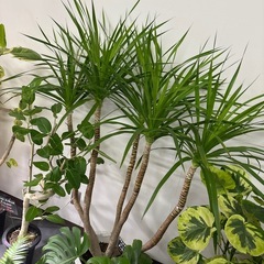 ドラセナ カンボジアーナ 5本仕立て 観葉植物　の画像