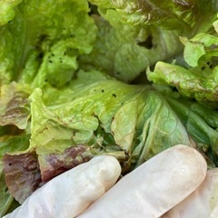 訳ありサニーレタスの画像