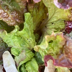 訳ありサニーレタスの画像