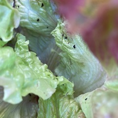 訳ありサニーレタスの画像