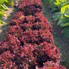 訳ありサニーレタスの画像