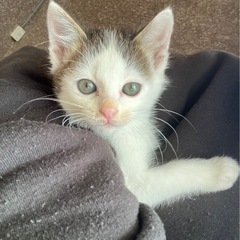 元気いっぱいの子猫