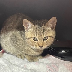 まんまる可愛い猫ちゃんです