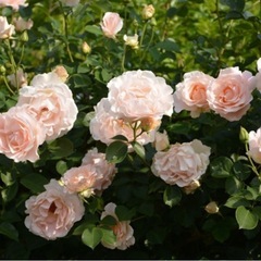 つるバラ　ロココ　薔薇　鉢　苗の画像