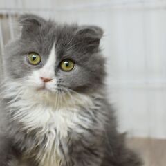 4ヶ月スコティッシュフォールド♀【里親募集】 