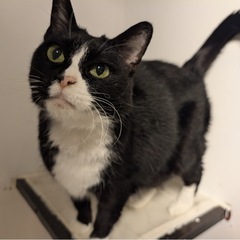 黒白メス　里親募集中