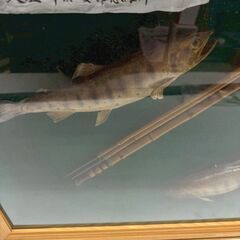 額装 天塩川系安部志内川 山女魚 ヤマメ 渓流の王者 インテリア レリーフ 釣り 3尾の画像