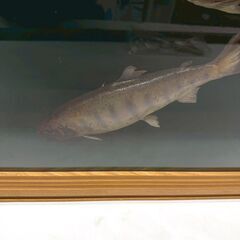 額装 天塩川系安部志内川 山女魚 ヤマメ 渓流の王者 インテリア レリーフ 釣り 3尾の画像
