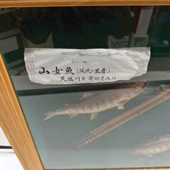 額装 天塩川系安部志内川 山女魚 ヤマメ 渓流の王者 インテリア レリーフ 釣り 3尾の画像