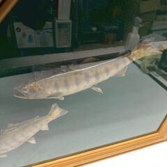 額装 天塩川系安部志内川 山女魚 ヤマメ 渓流の王者 インテリア レリーフ 釣り 3尾の画像