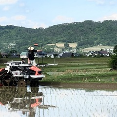 コシヒカリ　自家栽培米　30kgの画像