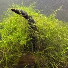 大量 ウィローモス 水草 セットの画像