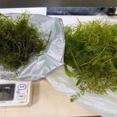 大量 ウィローモス 水草 セットの画像
