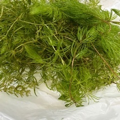 大量 ウィローモス 水草 セットの画像