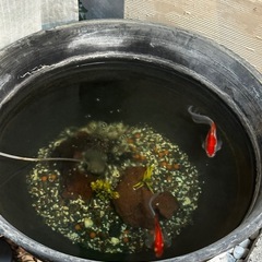 金魚の画像