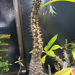 パキポディウム　バロニー　観葉植物　塊根植物　多肉植物　ビザールプランツ　レアプランツ　ガーデニング　植物　グリーン　趣味　盆栽　葉　花　庭　草　インテリア　おしゃれ　飾り　園芸　の画像
