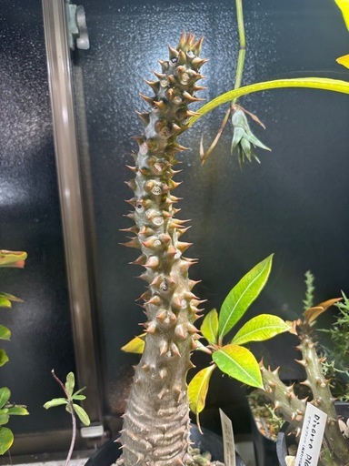 パキポディウム　バロニー　観葉植物　塊根植物　多肉植物　ビザールプランツ　レアプランツ　ガーデニング　植物　グリーン　趣味　盆栽　葉　