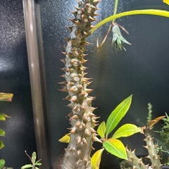 パキポディウム　バロニー　観葉植物　塊根植物　多肉植物　ビザールプランツ　レアプランツ　ガーデニング　植物　グリーン　趣味　盆栽　葉　花　庭　草　インテリア　おしゃれ　飾り　園芸　の画像