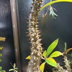 パキポディウム　バロニー　観葉植物　塊根植物　多肉植物　ビザールプランツ　レアプランツ　ガーデニング　植物　グリーン　趣味　盆栽　葉　花　庭　草　インテリア　おしゃれ　飾り　園芸　の画像