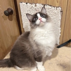 避妊術済み2歳のラグドール(女の子)