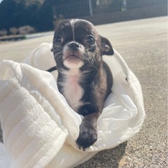 超かわいいスムースチワワの女の子✨クリスマスに一緒に過ごせ…