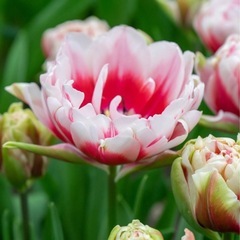 チューリップ　シャンデリアとブルーダイヤモンド　ポットのまま送らせていただきます。おまけたくさん！の画像