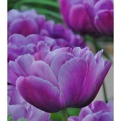 チューリップ　シャンデリアとブルーダイヤモンド　ポットのまま送らせていただきます。おまけたくさん！の画像