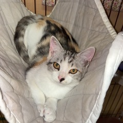 猫が好きな人友達なりませんか？