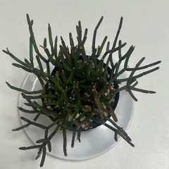 多肉植物  猿恋葦 リプサリス属の画像