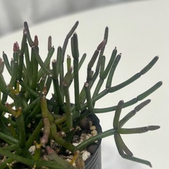 多肉植物  猿恋葦 リプサリス属の画像