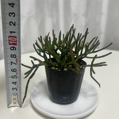 多肉植物  猿恋葦 リプサリス属の画像