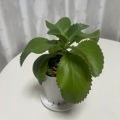 多肉植物　子宝草の画像