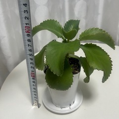 多肉植物　子宝草の画像