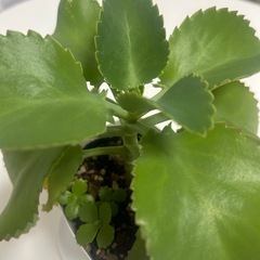 多肉植物　子宝草の画像
