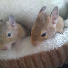 元気いっぱいのチビデグー☺️🩷