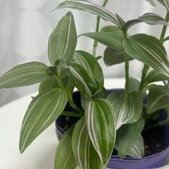 観葉植物　トラディスカンティア   ラベンダーの画像