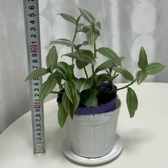 観葉植物　トラディスカンティア   ラベンダーの画像